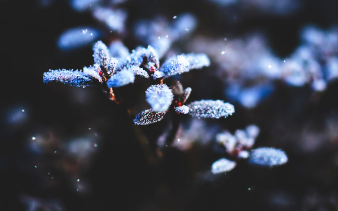 Wie Sie Pflanzen mit Loxone ganz einfach vor Frost schützen